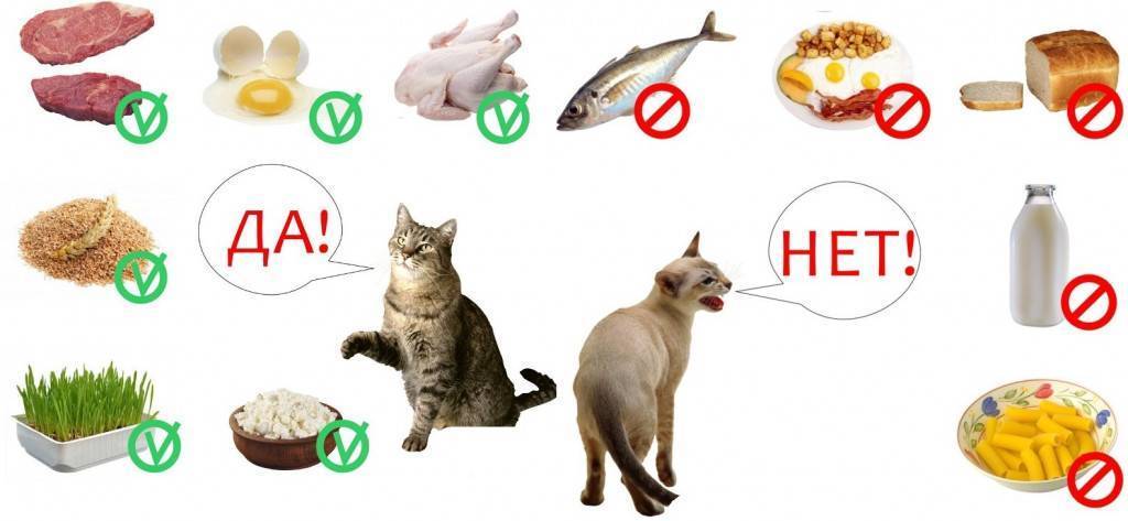 Метеоризм у кота: запрещенные продукты, причины почему кошка пукает