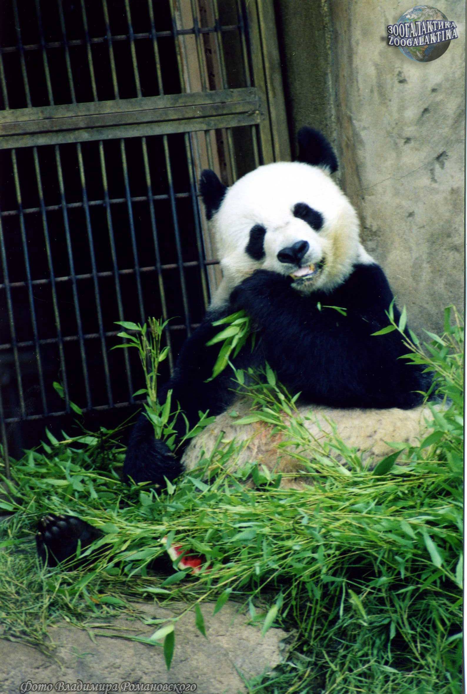 Большая панда из красной книги: фото, описание