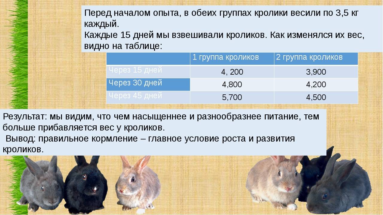 Сколько крольчиха кормит крольчат: до какого возраста и как