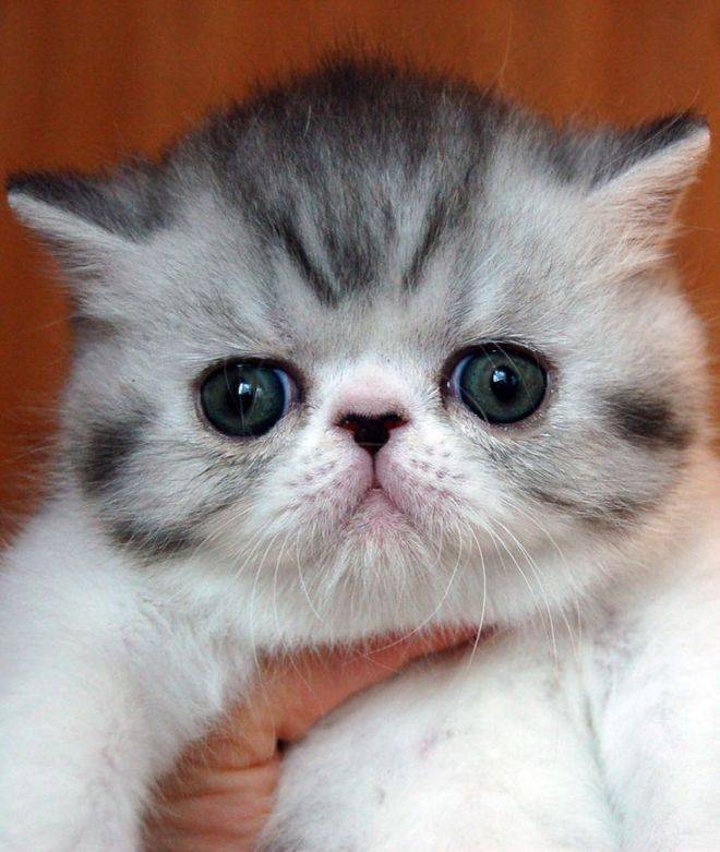 Породы милых котят: варианты с большими глазами и красивыми мордочками