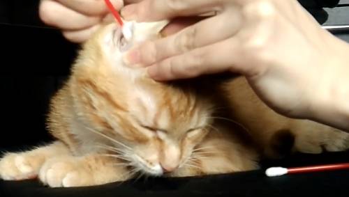 Как чистить уши кошке: 115 фото и видео проведения процедуры чистки ушей