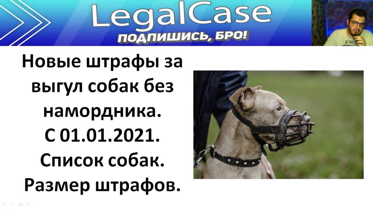 Правила и закон о выгуле собак 2022: намордники, поводки и их отсутствие, где можно гулять и ответственность за нарушение