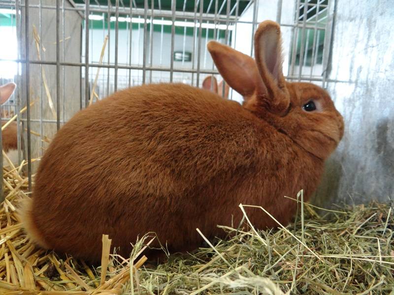 Новозеландские кролики — описание и характеристика породы нзк