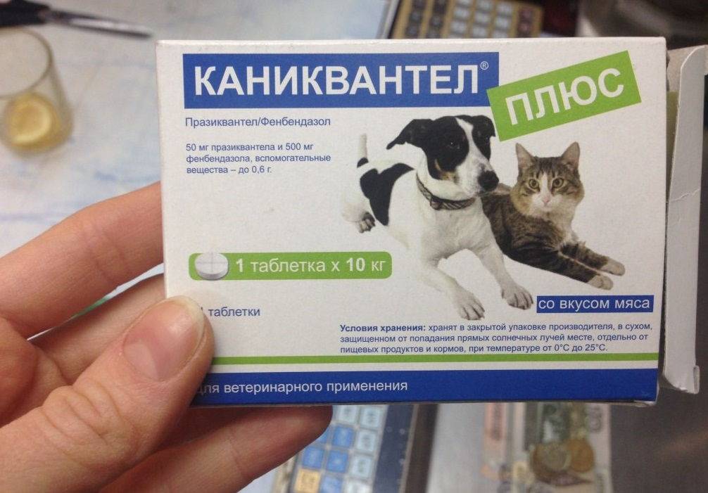 Особенности применения препарата и инструкция к "каниквантел плюс" для лечения паразитов у собак и кошек