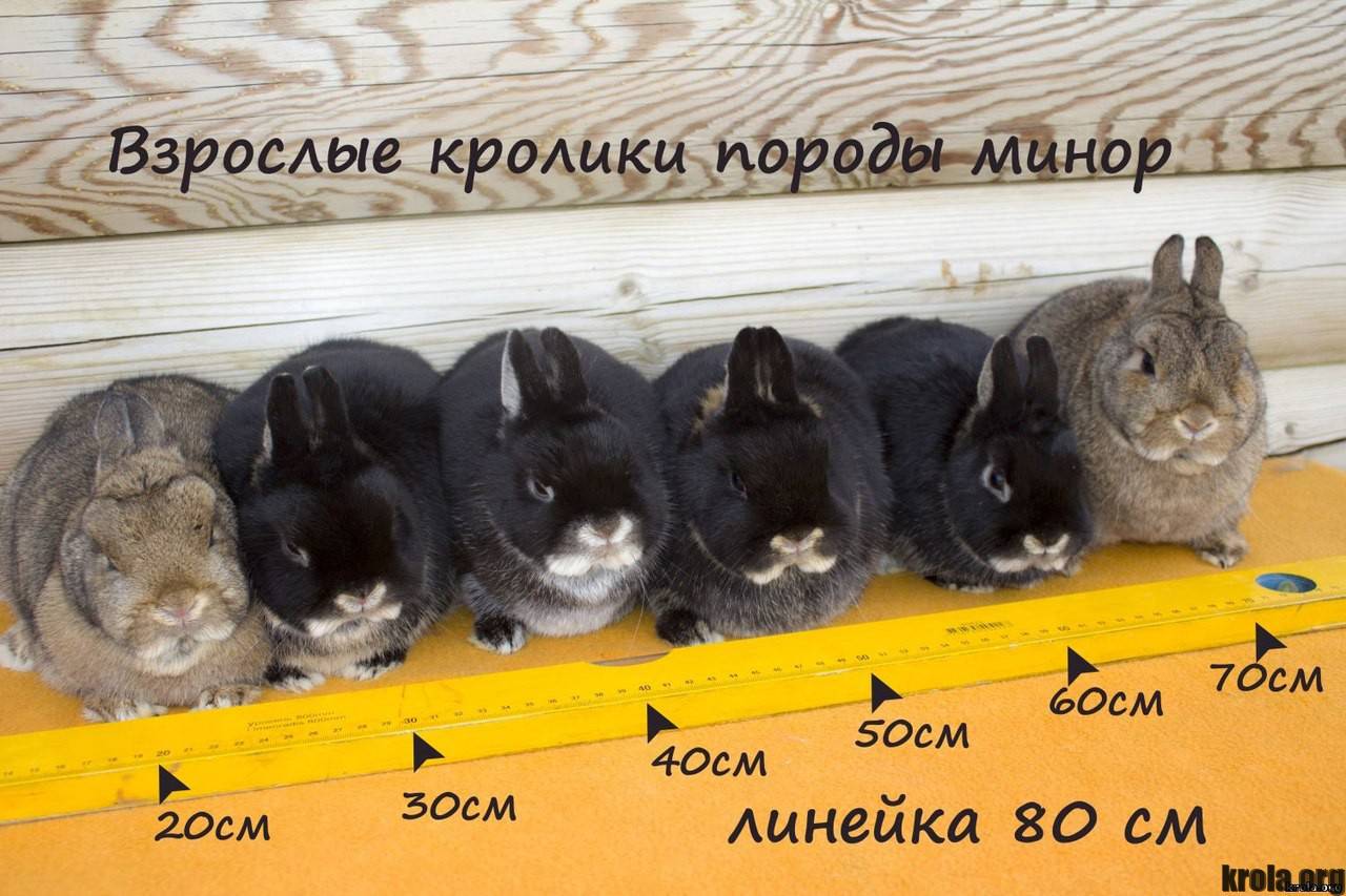ᐉ карликовые кролики: их породы, содержание и уход в домашних условиях - zooon.ru