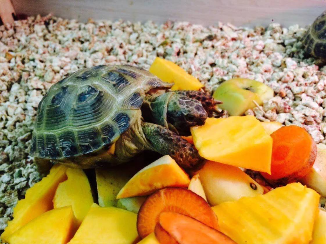 Чем можно кормить красноухую. Среднеазиатская красноухая черепаха. Красноухая черепаха сухопутная. Еда для черепахи красноухой. Морская черепаха красноухая.