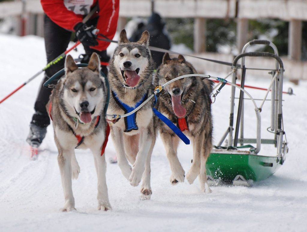 Порода хаски: описание сибирской, ездовой собаки с фото