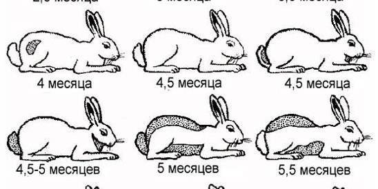 Карликовый кролик: виды, размеры, интересные факты, красивые фото, особенности выбора и содержания в домашних условиях