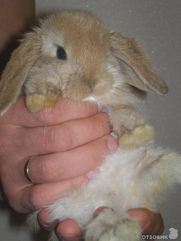 Сколько живут карликовые кролики в домашних условиях - вислоухие декоративные: содержание и уход, размеры крольчат