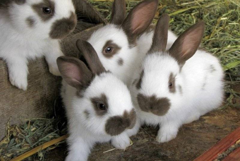 Кролики породы немецкий строкач: описание, фото