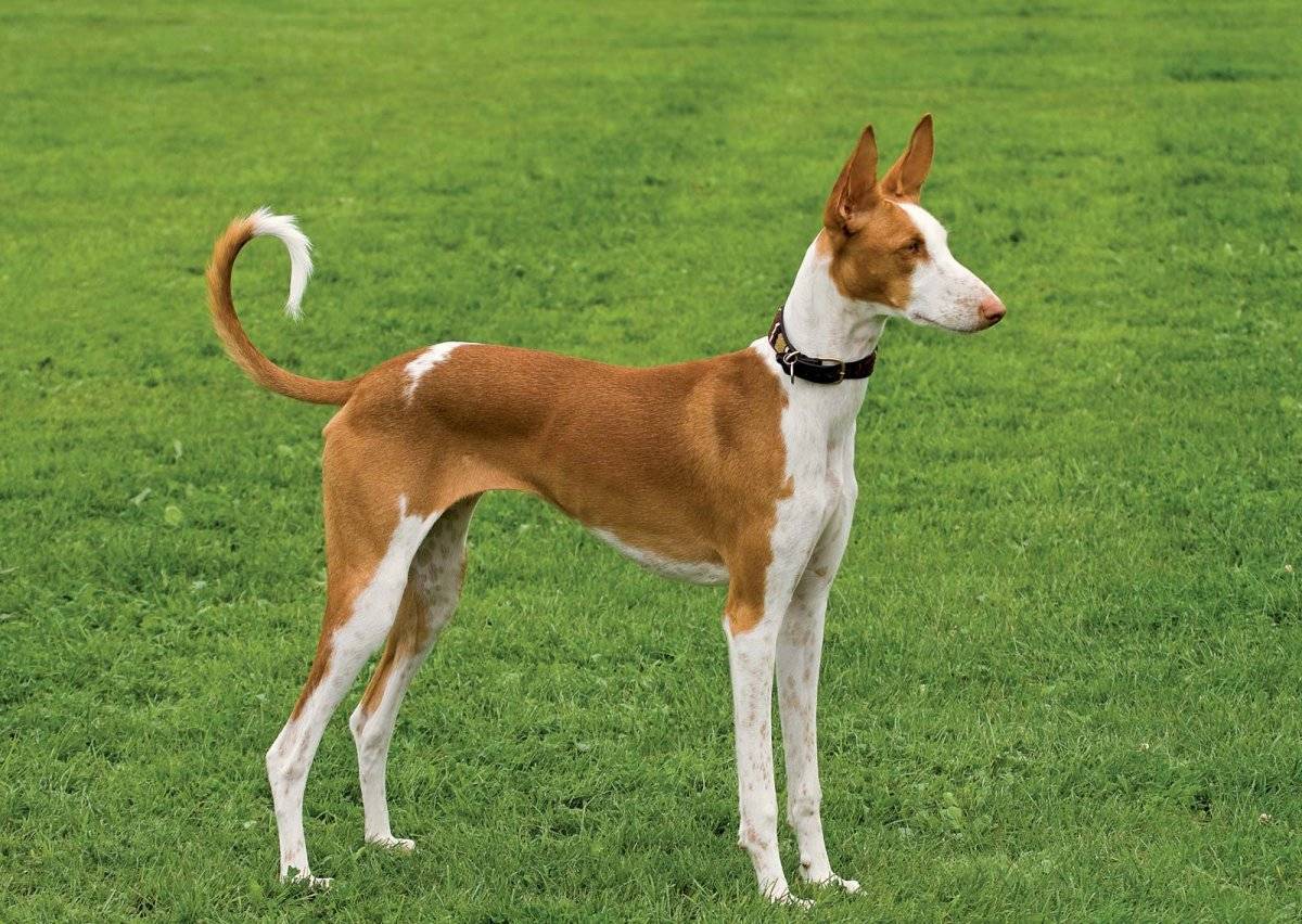 Поденко ибиценко (ивисская борзая) - описание породы собак, отзывы с фото | petguru