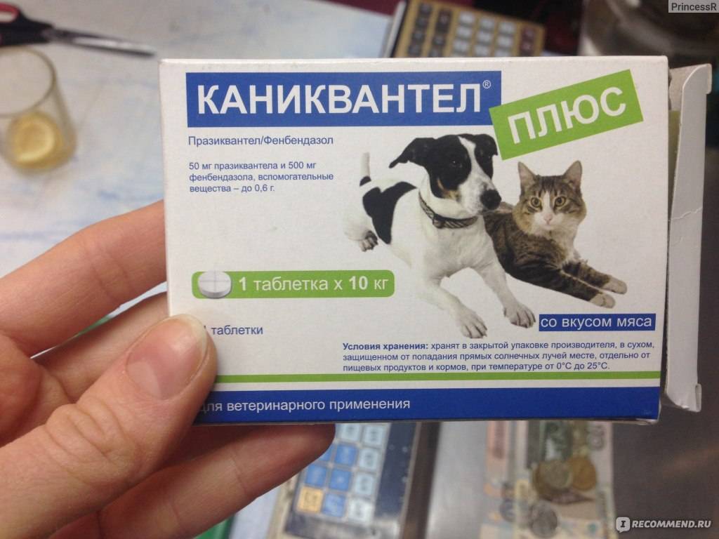 Обзор таблеток от глистов для кошек