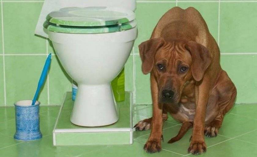 Не могу до конца сходить в туалет. Туалет для собак мелких пород. собака на унитазе.