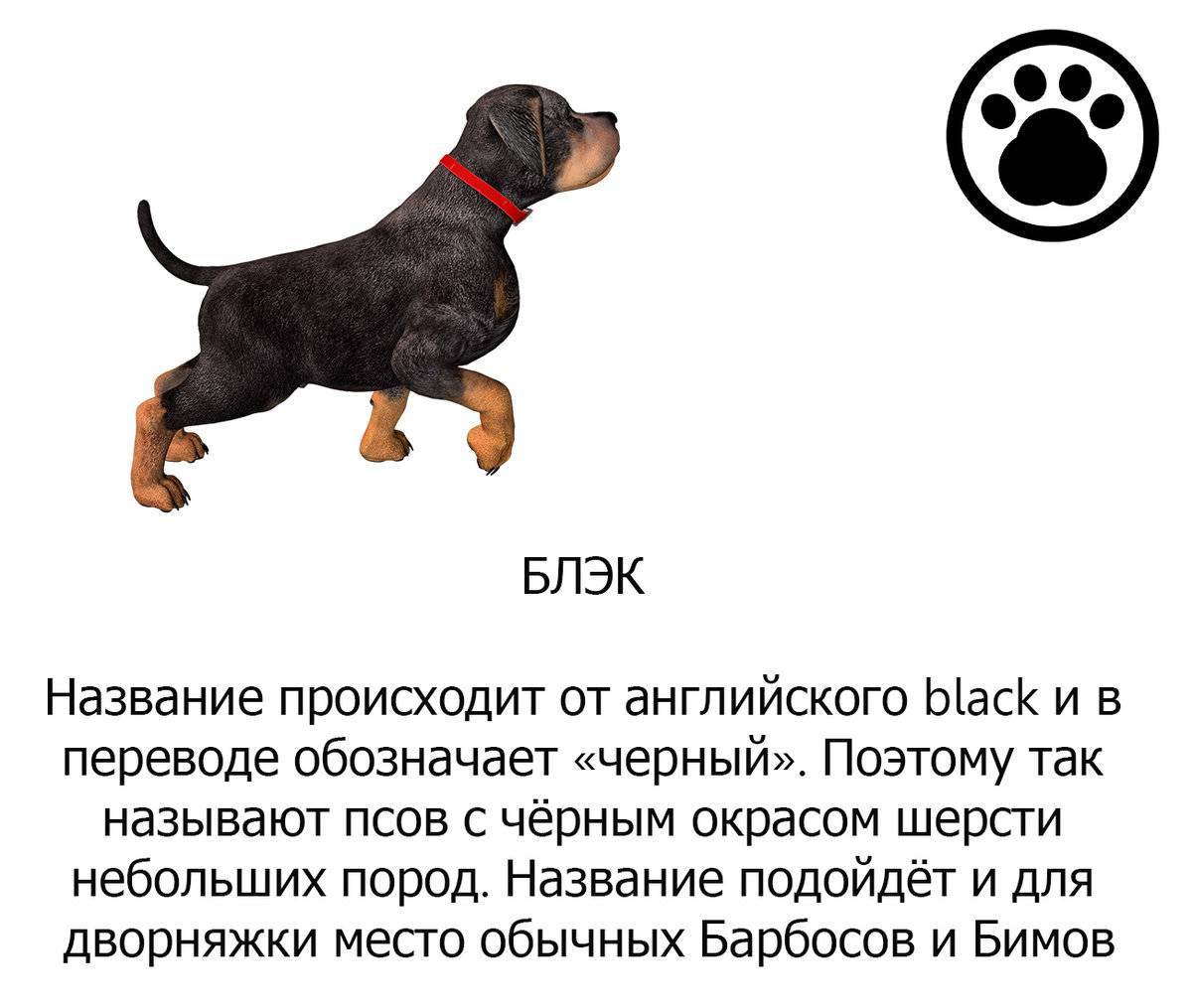 500+ крутых кличек для собак