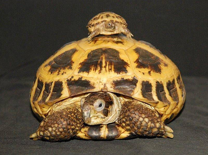 Домашняя сухопутная черепаха до каких размеров вырастает