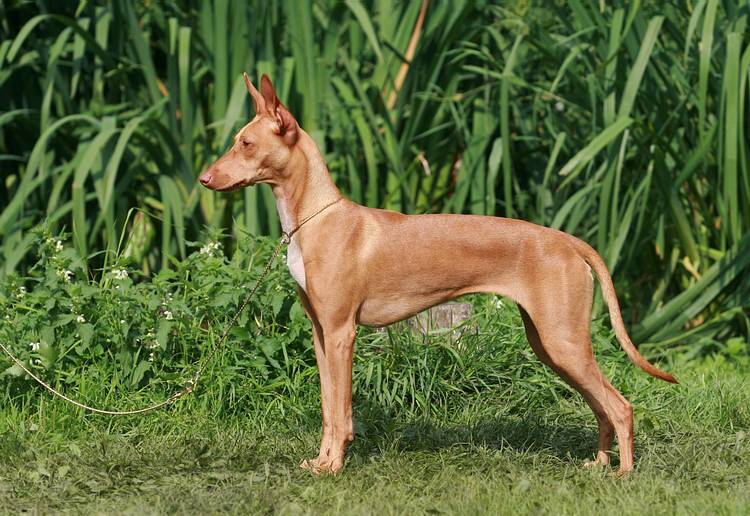 14 самых редких пород собак - рейтинг