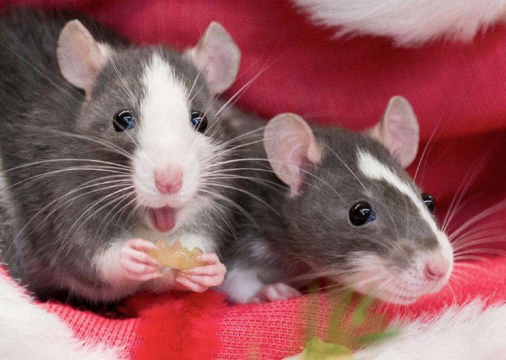 Содержание домашних декоративных крыс и уход за ними