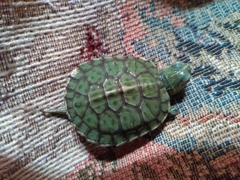 Мягкий панцирь у черепахи: причины и лечение