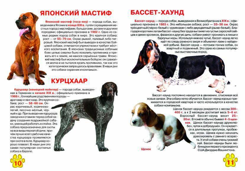Какие собаки выведены путем скрещивания: особенности процесса и породы