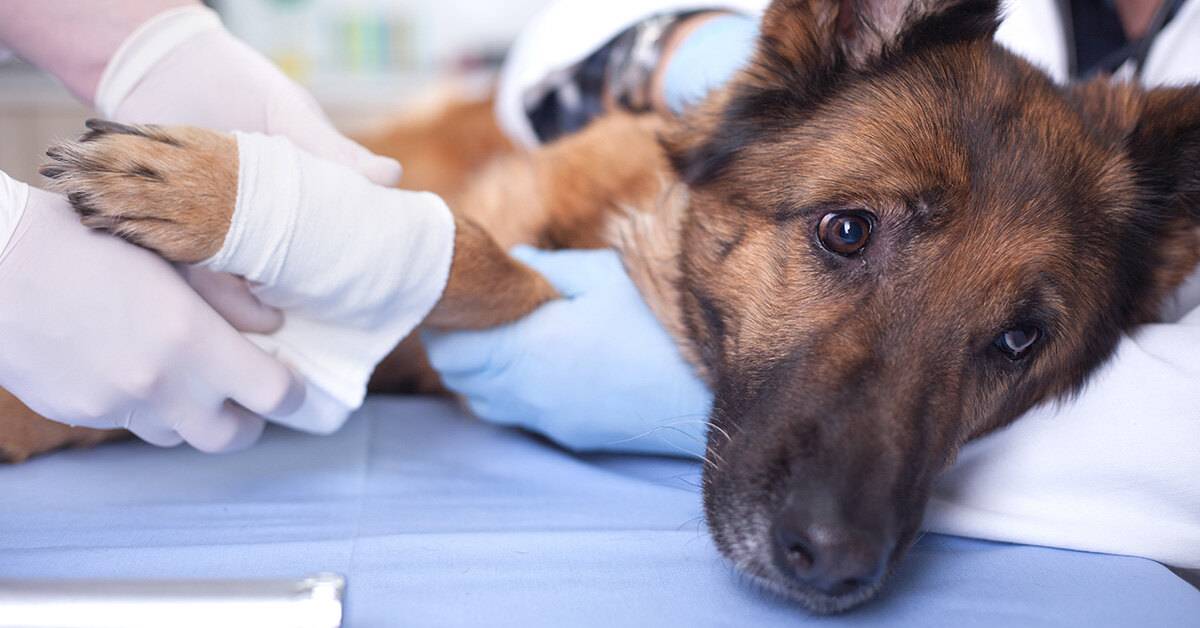 Стерилизация собак - плюсы и минусы, виды стерилизации и их особенности