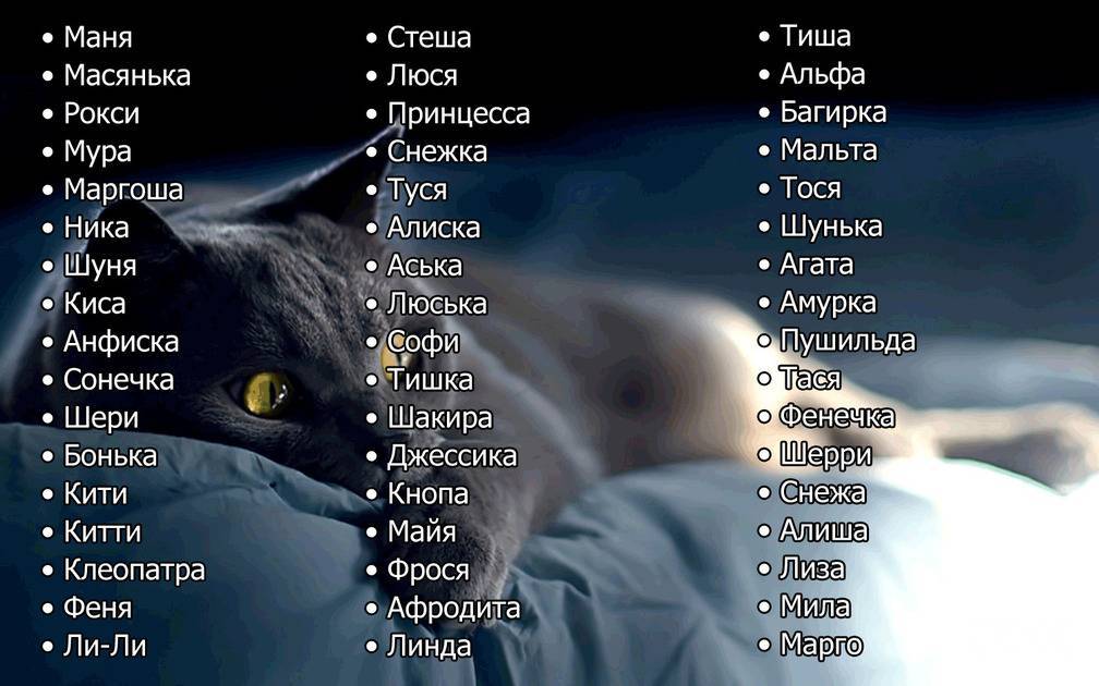 Как назвать серого котенка: примеры красивых имен