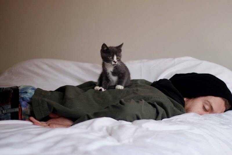 Почему кошка ложится на человека: на грудь, в ноги, возле головы – мистическое объяснение и реальные причины