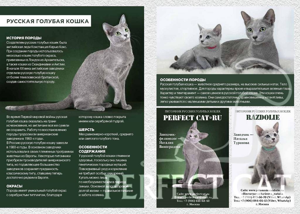 Сибирская кошка и русская голубая кошка