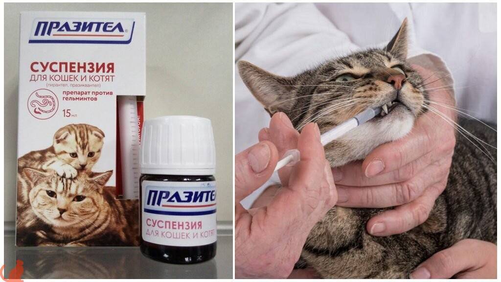 Таблетки от глистов для котят: какие лучше и как правильно давать