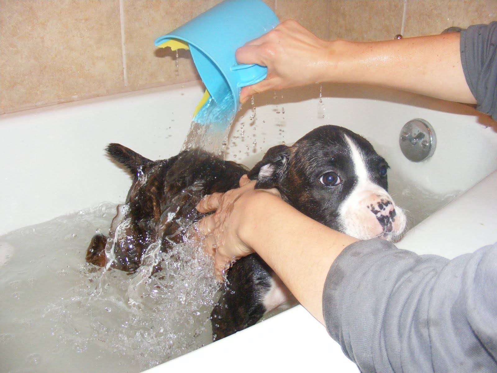 Когда можно купать щенка: с какого возраста можно мыть, правила и пошаговая инструкция - окружающий мир вокруг нас