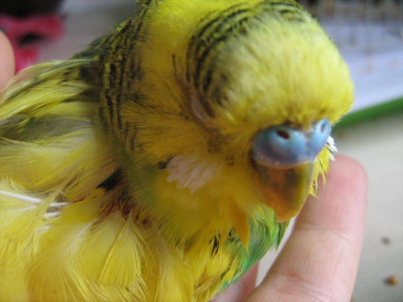 Заболевания и лечение волнистых попугаев