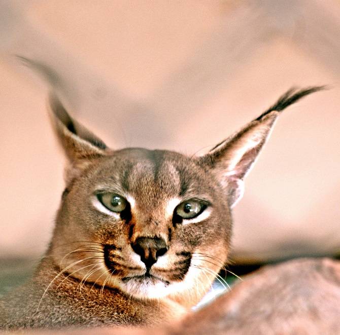Каракал – пустынная рысь: сколько стоит дикая кошка, может ли она стать домашней?