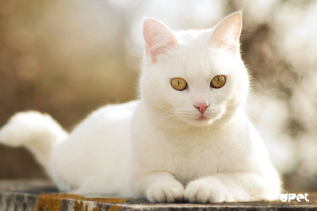 Као-мани: как выглядит порода из сиама, характер, фото и цена редких котят