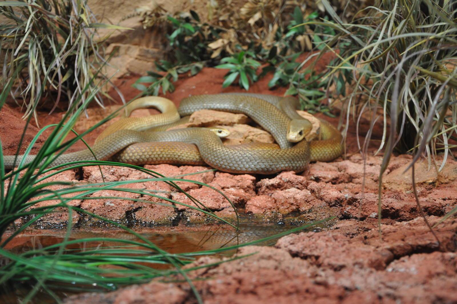 Жестокая змея: как выглядит, ареал обитания, степень ядовитости и первая помощь при укусе
