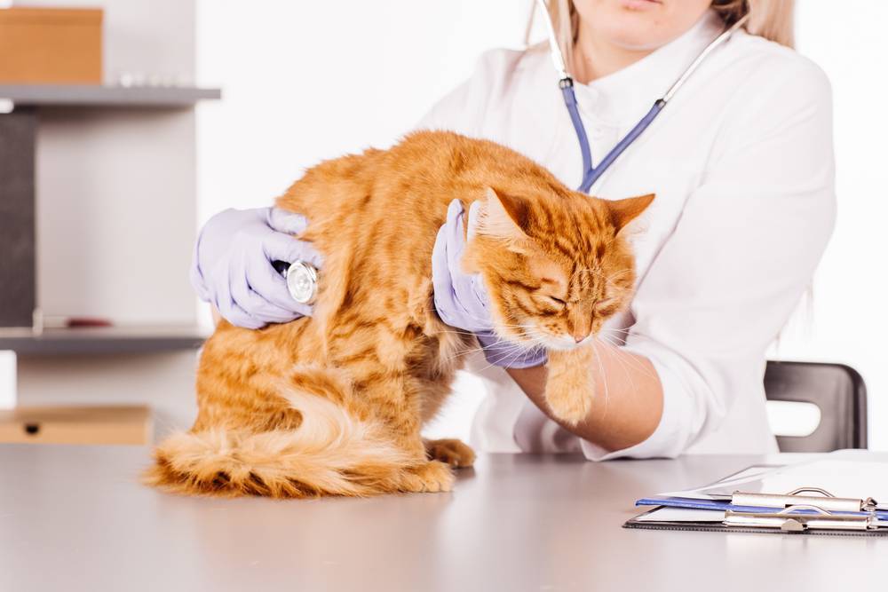 Симптомы мастита у кошек и эффективные способы лечения дома без ветеринара