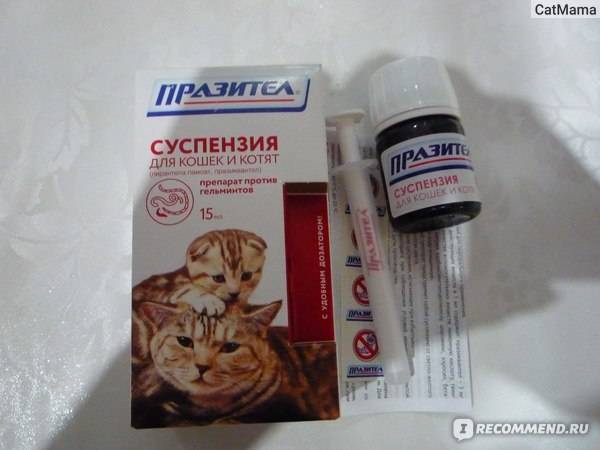 Как дать кошке таблетку от глистов правильно: названия, инструкция, можно ли беременным, как часто давать и что делать, если после коту стало плохо