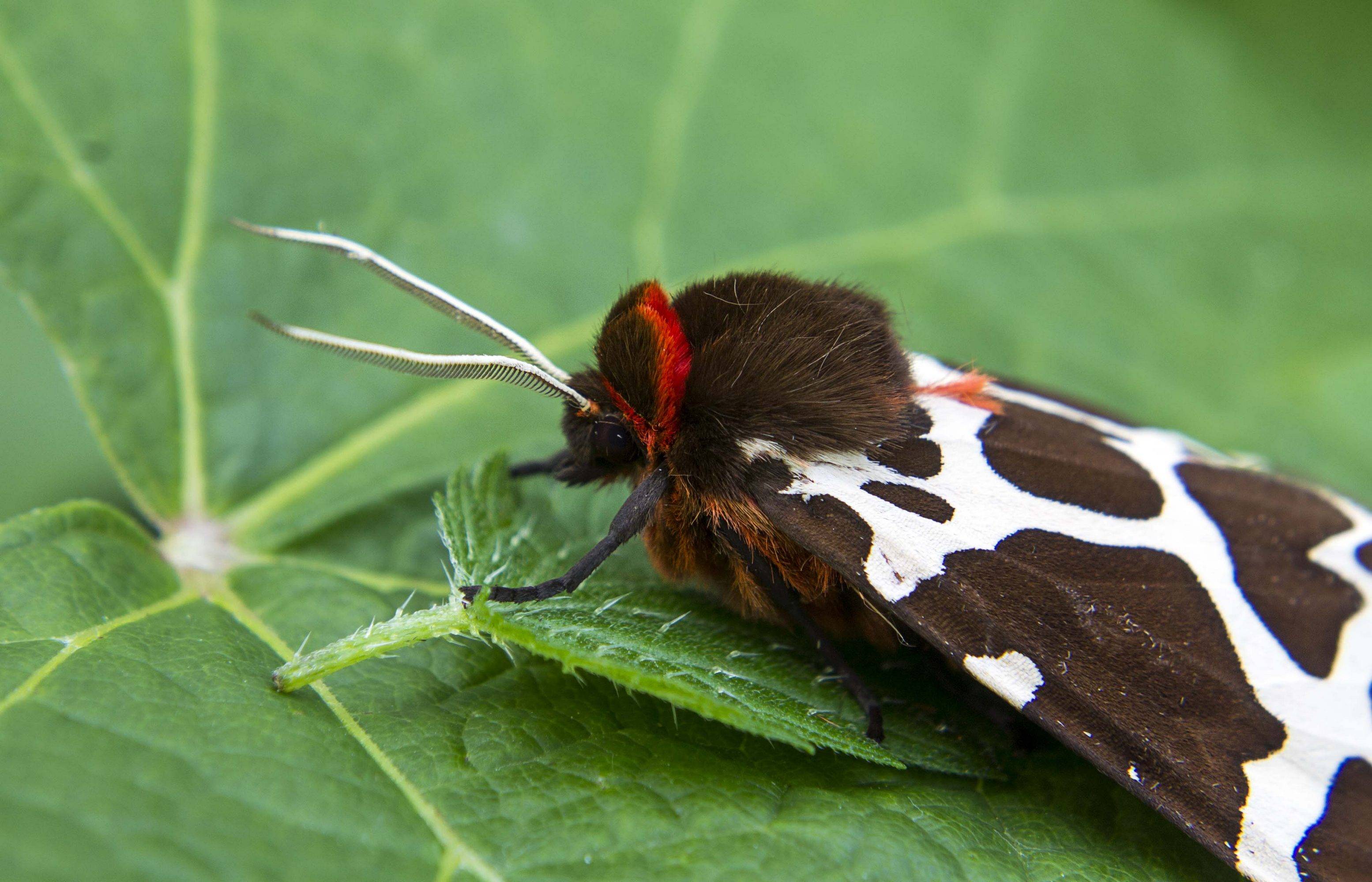 Бабочки сибири: фото и интересные факты — блог милы