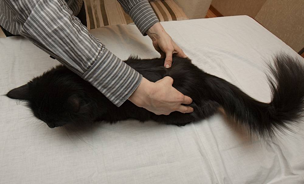 Почему кошки делают массаж?