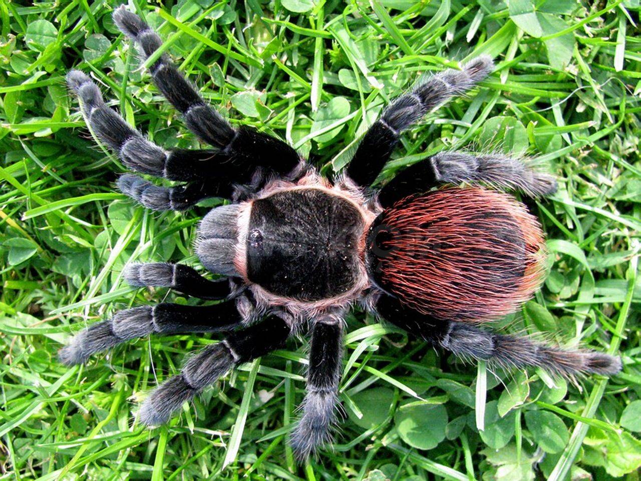 Гигантские пауки. самый большой паук в мире