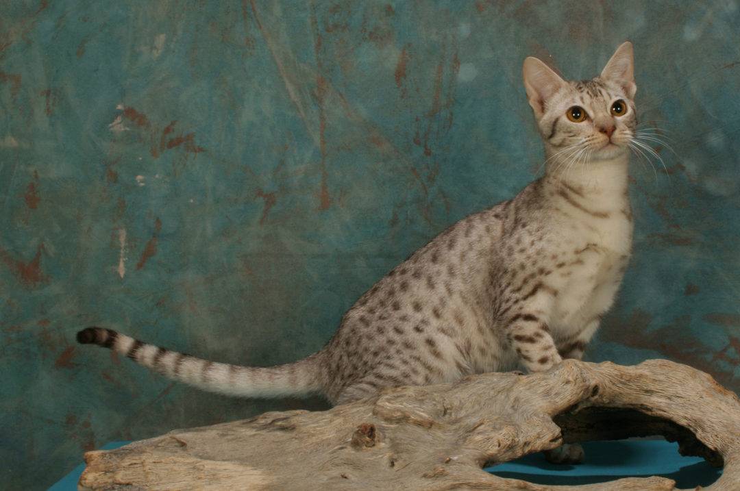 Кошки оцикет: описание породы и история происхождения, характер и содержание