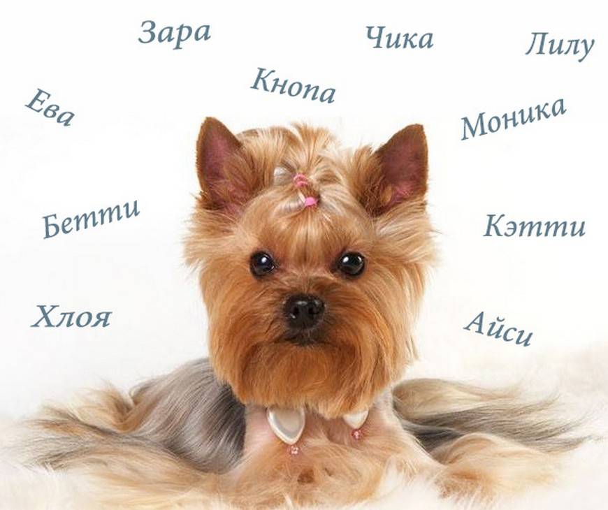 500+ прикольных  кличек для собак девочек, забавные и интересные имена для щенка