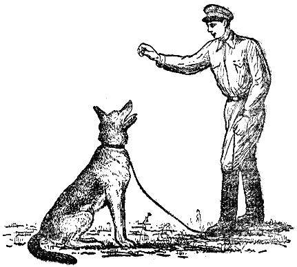 Как научить собаку давать лапу
