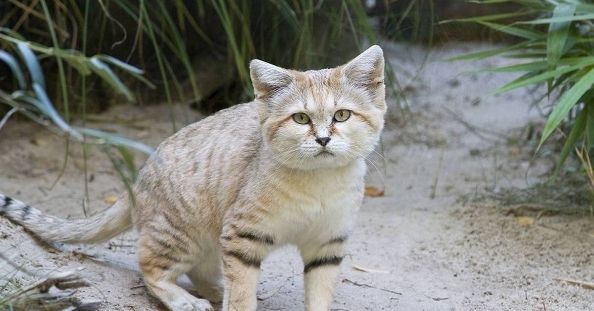 Дикий барханный (пустынный) кот или арабская песчаная кошка: фото, описание, содержание в домашних условиях