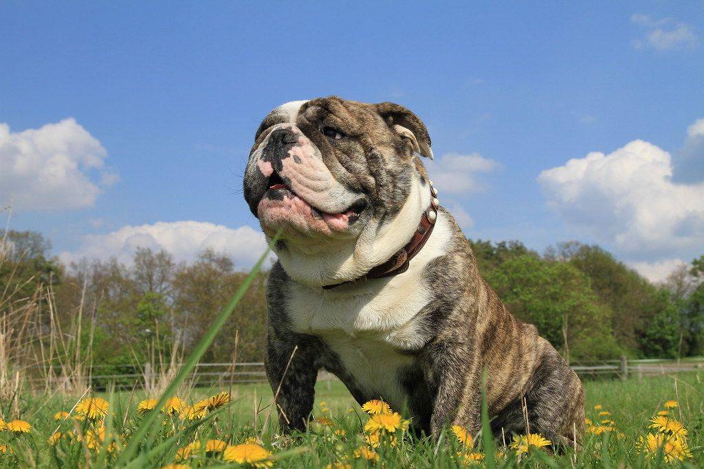 Английский бульдог — фото, описание породы, характер собаки, отзывы