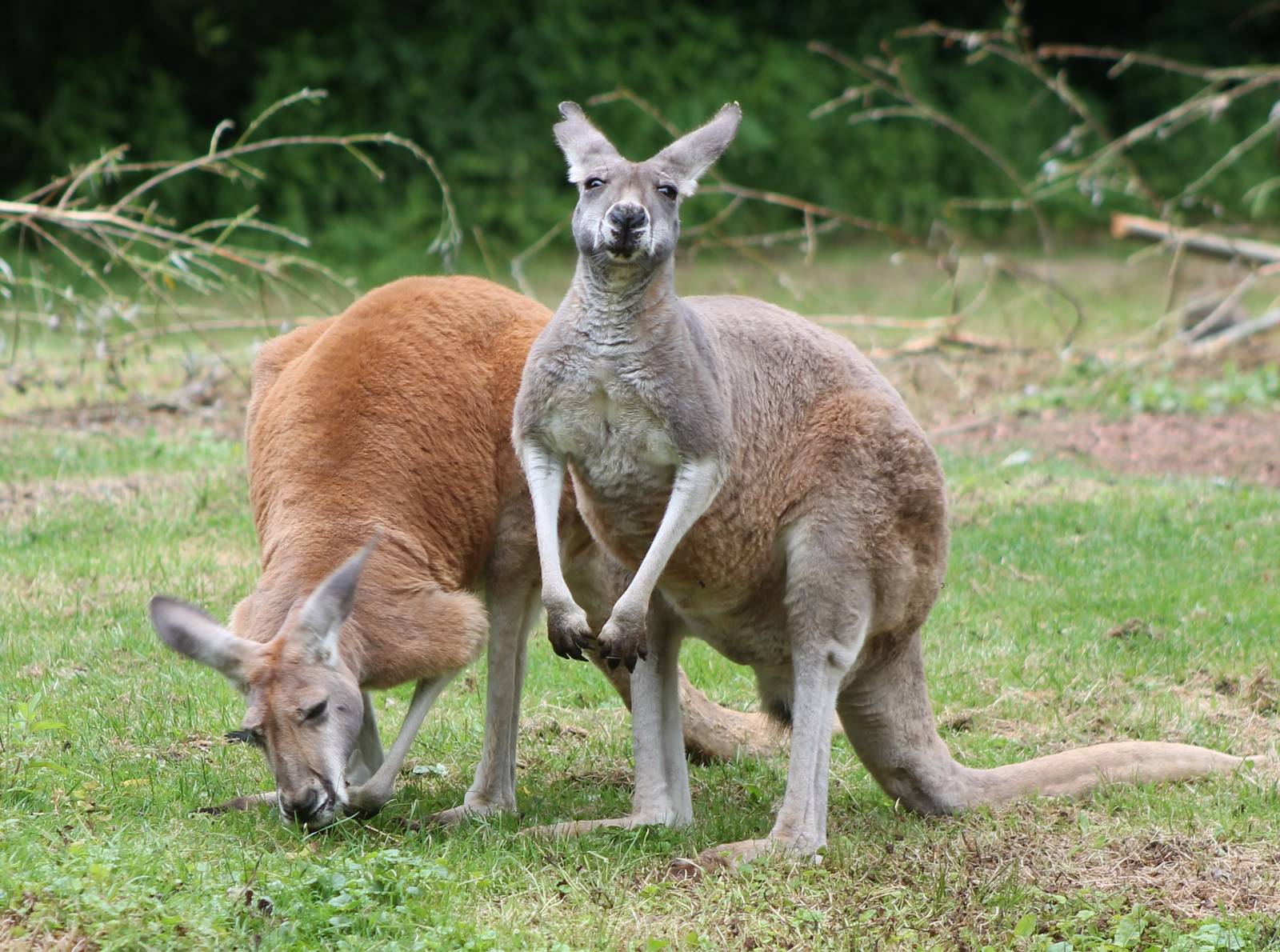 Уздечный кенгуру – редкий вид сумчатых животных