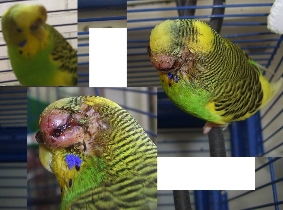 Что делать если попугай отравился кормом - симптомы и лечение