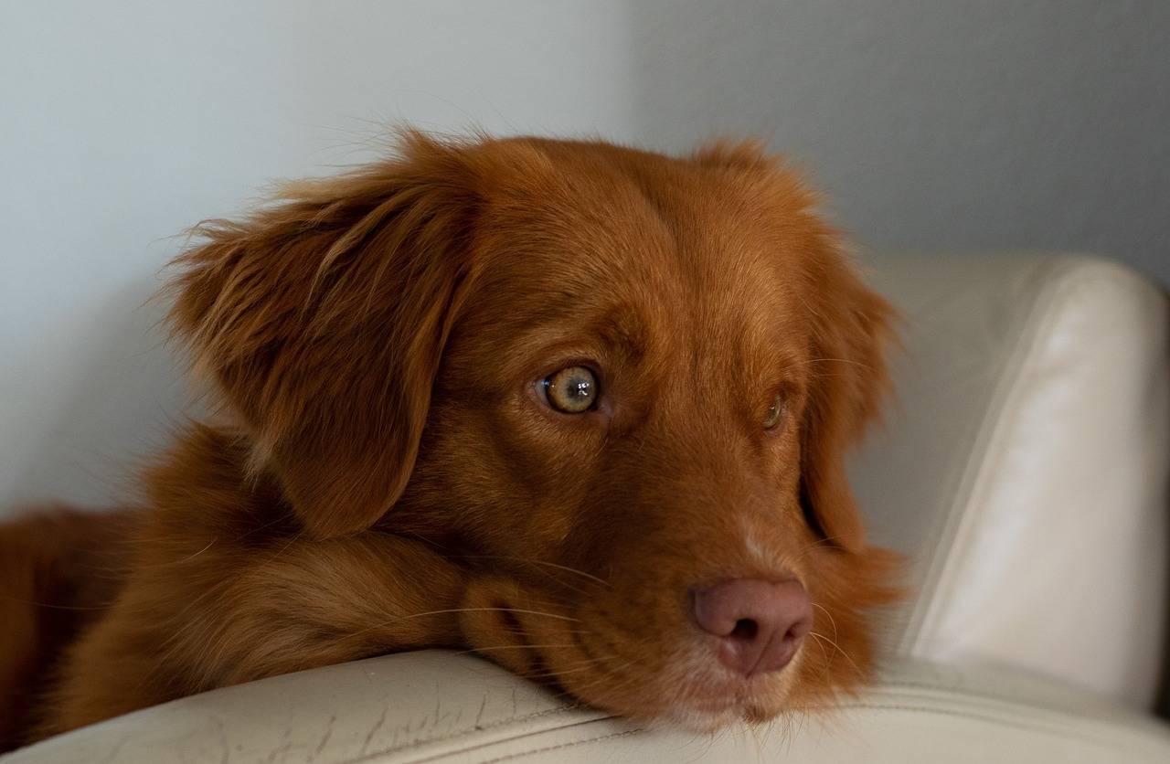 Новошотландский ретривер - описание породы и характер собаки