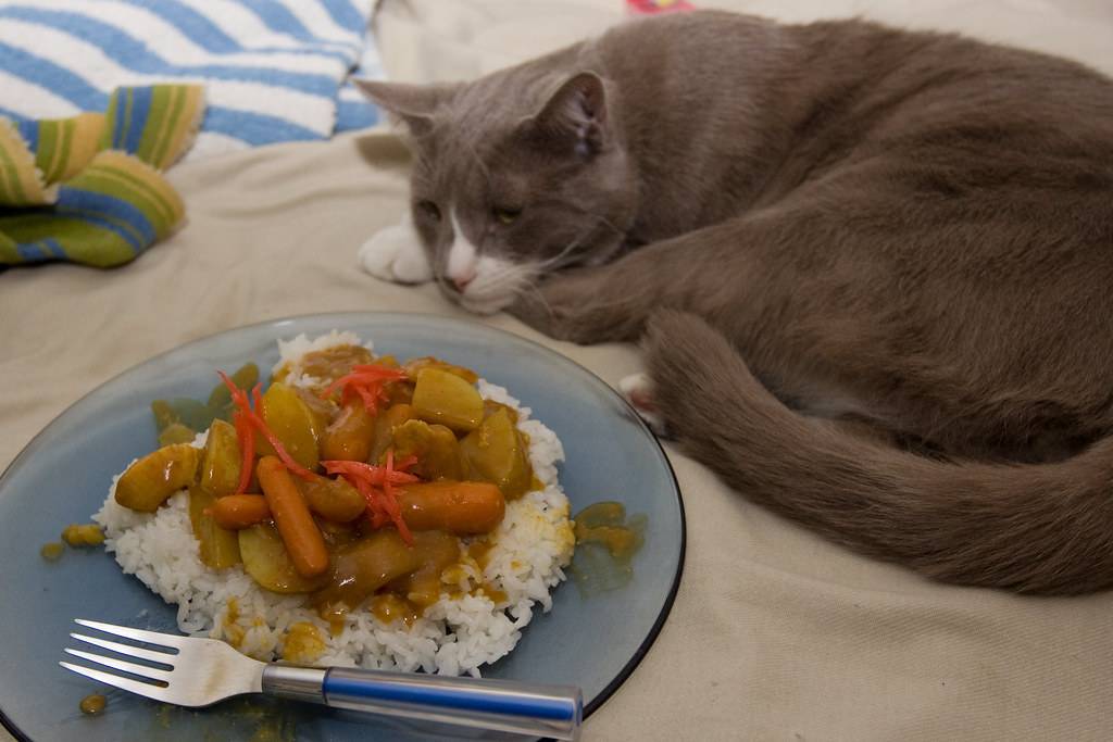 Что делать если кошка ничего не ест