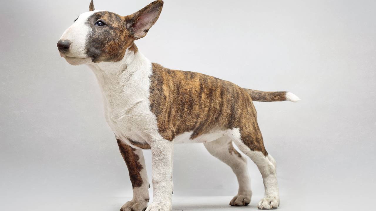 Бультерьер: фото, описание и характеристика породы собак, отзывы владельцев