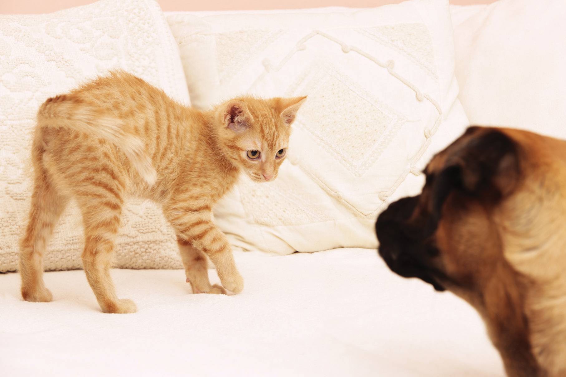 Взаимоотношения кошек и собак: как подружить питомцев