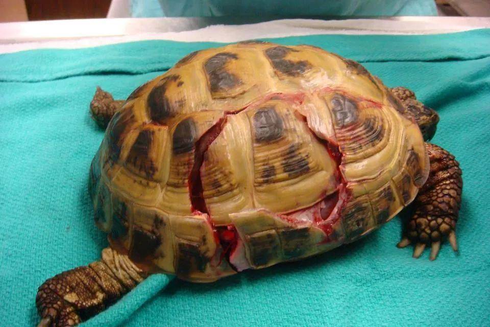 Болезни черепах